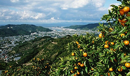 みかん畑